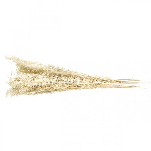 Floristik24 Ruscus twigs deco větvičky sušené květy krém 200g