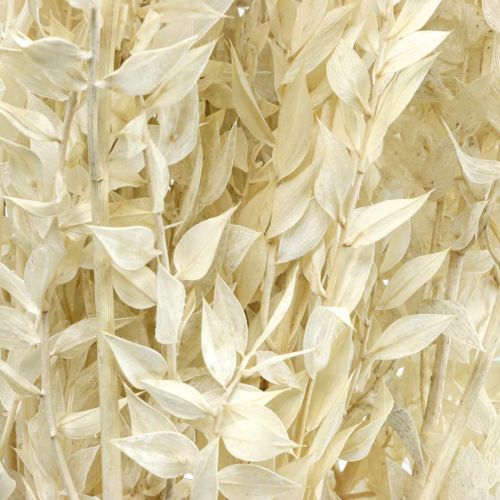 Floristik24 Ruscus twigs deco větvičky sušené květy krém 200g