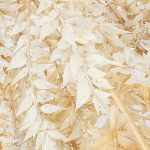 Sušená dekorativní větvička Ruscus, bělená Ruscus, 200g | Floristik24.cz