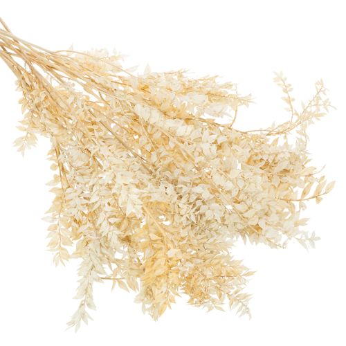 Sušená dekorativní větvička Ruscus, bělená Ruscus, 200g | Floristik24.cz