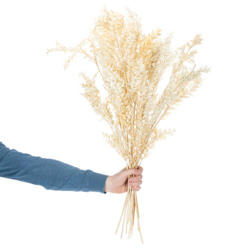 Sušená dekorativní větvička Ruscus, bělená Ruscus, 200g | Floristik24.cz