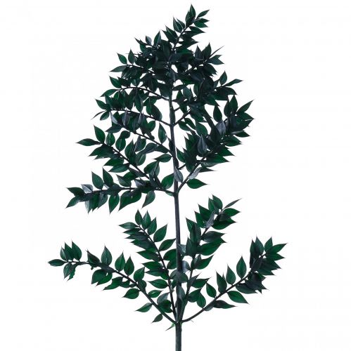 položky Ruscus zelené ozdobné větve tmavě zelené 75-95cm 1kg