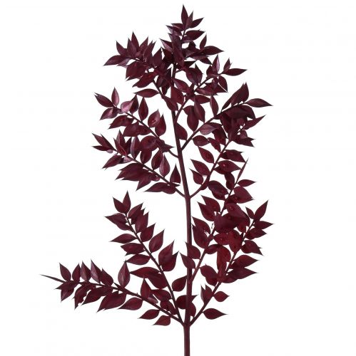položky Ruscus Red dekorativní větve sušené tmavě červená 75-95cm 1kg