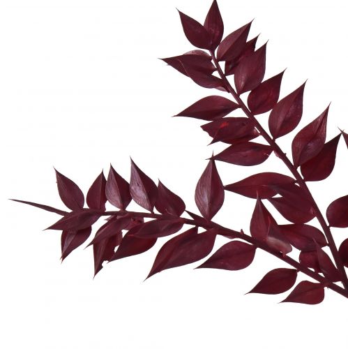 položky Ruscus Red dekorativní větve sušené tmavě červená 75-95cm 1kg