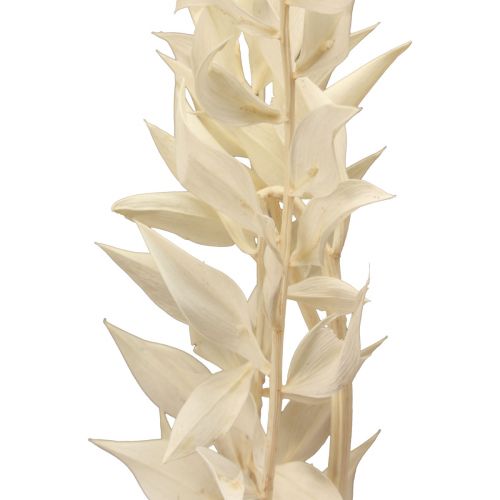 položky Ruscus sušená dekorativní větvička Ruscus bělená 62cm 1 kus