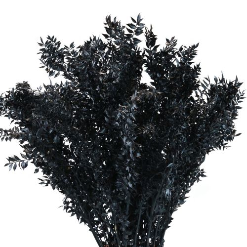 Floristik24 Ruscus sušené dekorativní větve Ruscus Black 1kg