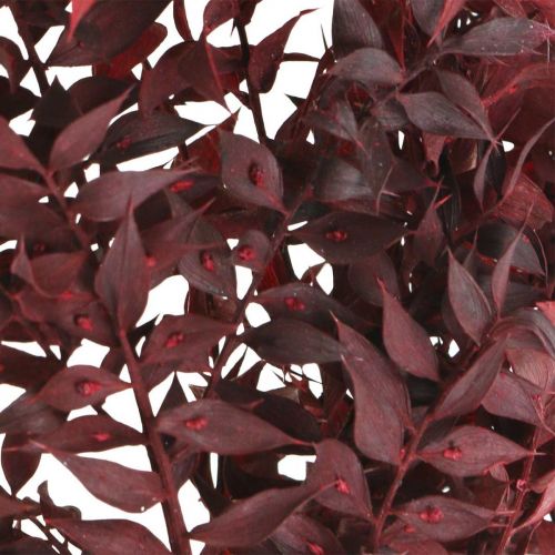 Ruscus sušený, suché květinářství, trnovník červený L58cm 30g