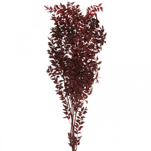 Ruscus sušený, suché květinářství, trnovník červený L58cm 30g
