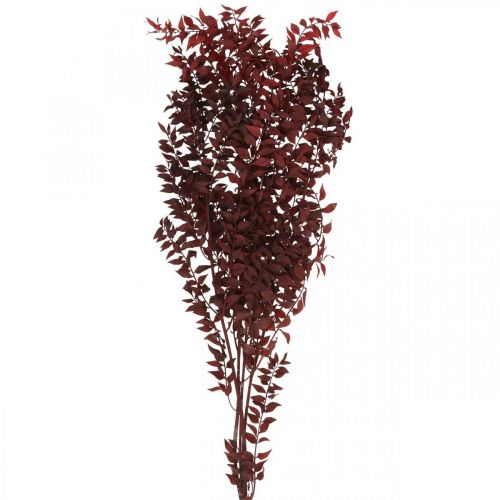 Floristik24 Ruscus sušený, suché květinářství, trnovník červený L58cm 30g