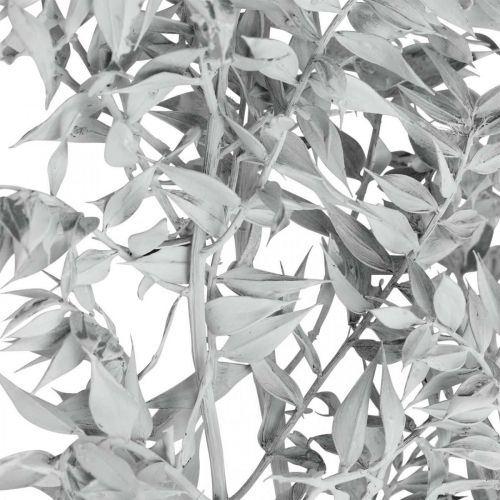 Floristik24 Snítka Ruscus, Butcher&#39;s metle, Suchá rostlina Bílá praná L58cm 80g