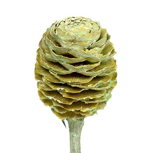 položky Sabulosum větvičky 4-6 zelené matné 25 ks