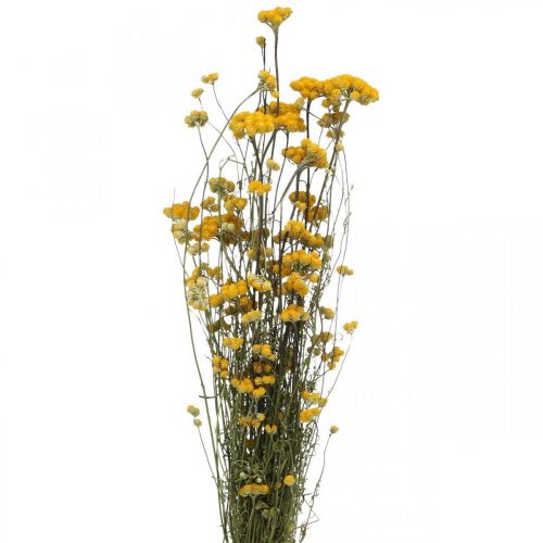 Floristik24 Svazek keře kari, žlutý sušený květ, zlaté slunce, italský helichrysum L58cm 45g