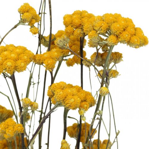 Floristik24 Svazek keře kari, žlutý sušený květ, zlaté slunce, italský helichrysum L58cm 45g