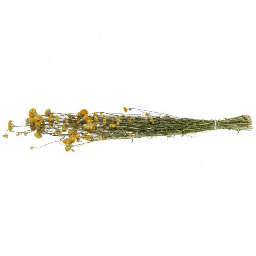 Floristik24 Svazek keře kari, žlutý sušený květ, zlaté slunce, italský helichrysum L58cm 45g