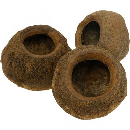 Floristik24 Květináč s oříšky Paradise Natural Sapucaia Ø14cm H10cm 3 ks