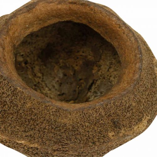 Floristik24 Květináč s oříšky Paradise Natural Sapucaia Ø14cm H10cm 3 ks