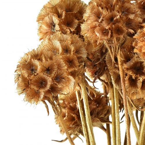 položky Scabiosa sušené přírodní scabiosa sušené květy V50cm 100g