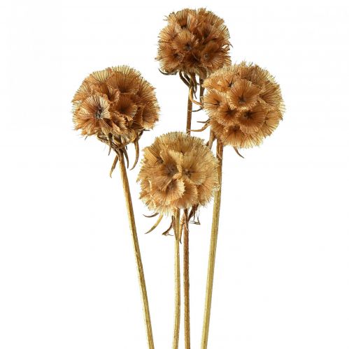 položky Scabiosa sušené přírodní scabiosa sušené květy V50cm 100g