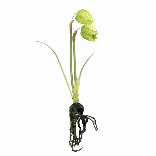 Floristik24 Šachový květ zelený s kořeny L30cm