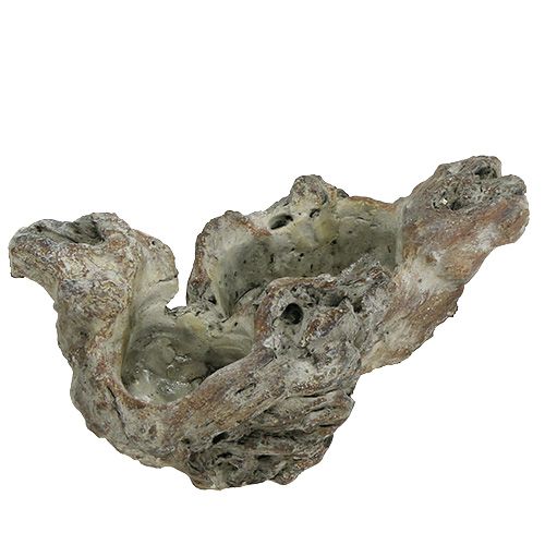 Floristik24 Miska dřevěný kořen 25,5 cm x 14 cm V11,5 cm