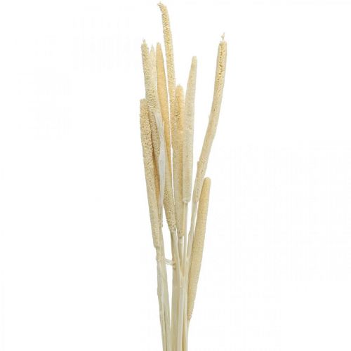 Rákosová deko rákosová tráva sušená bělená H60cm svazek