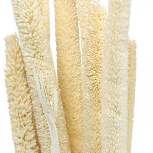 položky Rákosová deko rákosová tráva sušená bělená H60cm svazek
