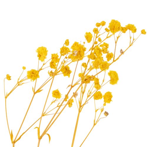 položky Kytice sušených květin s dětským dechem. Dekorativní kvetoucí větvičky vhodné pro sezónní dekoraci stolu. 70 cm