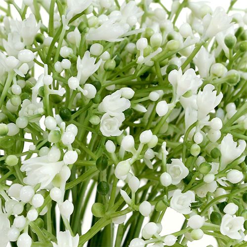 položky Gypsophila 28cm bílá 6ks