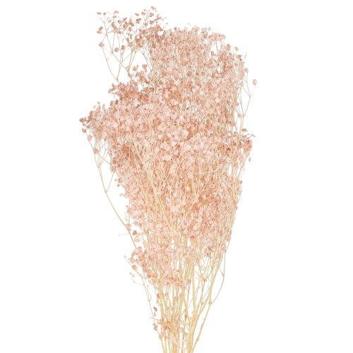 Floristik24 Gypsophila Dekorace Orange Sušené trávy Broskev 65-70cm 100g