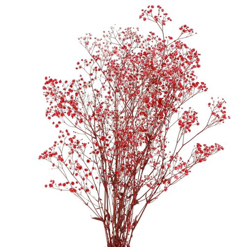 položky Gypsophila Gypsophila sušené květy červené 50cm 55g