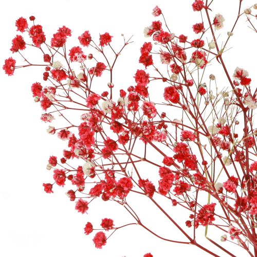 položky Gypsophila Gypsophila sušené květy červené 50cm 55g