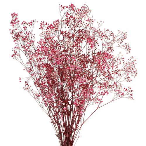 Floristik24 Gypsophila paniculate sádrovec bylina v bobule L50cm 55g