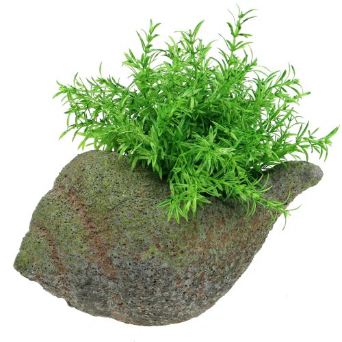 Floristik24 Mušle na výsadbu s mechem 25 cm
