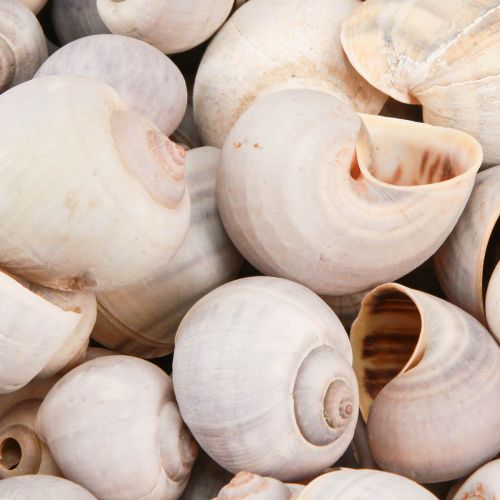Floristik24 Šnečí dekorace šnečí ulity přírodní suchozemský šnek prázdný 500g