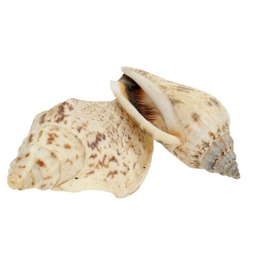 Floristik24 Šnečí ulity přírodní 815g