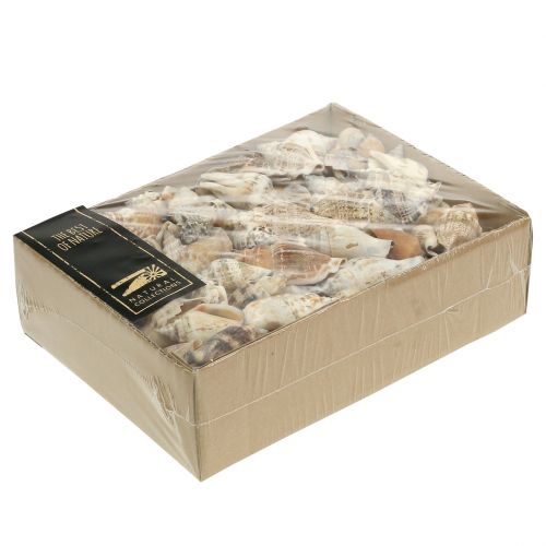 Floristik24 Šnečí ulity přírodní 815g
