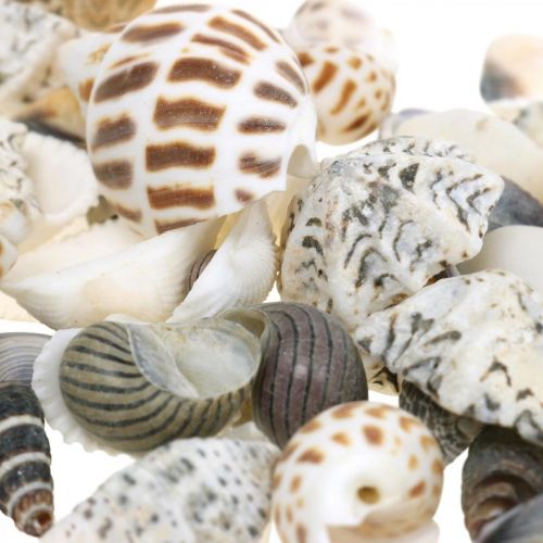 Floristik24 Mušle Mix Mini, Mořští šneci, Přírodní Mušle L1–4cm 1000g