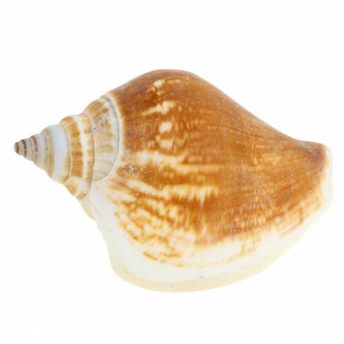 Floristik24 Šnečí ulity Strombus canarium nature 1050g