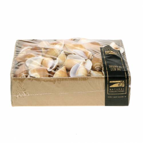 Floristik24 Šnečí ulity Strombus canarium nature 1050g