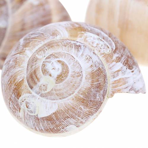 Floristik24 Šnečí ulita, praná bílá, malá 250g