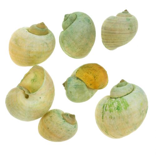 Šnečí ulity zelené 1kg