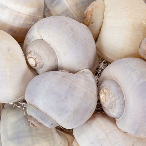 položky Šnečí věnec k zavěšení, dekorativní věnec, námořní styl, Nathai, Ø35cm