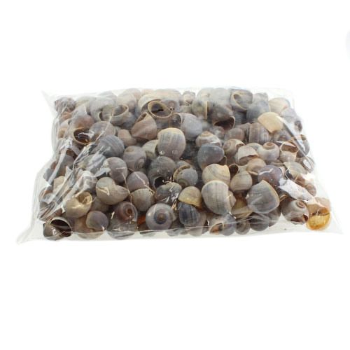 položky Šnečí ulity přírodní 1kg