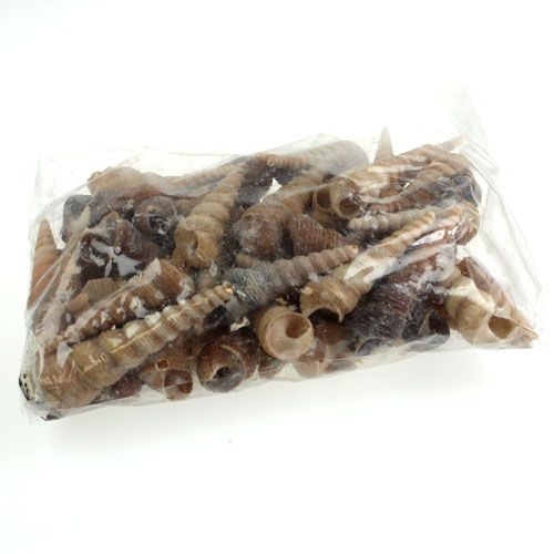 Floristik24 Terebra Turitella 1 kg_cs