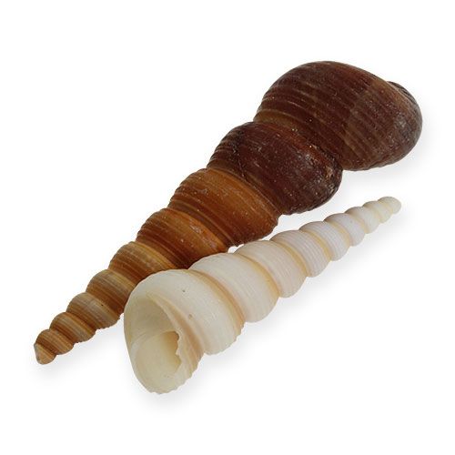 Floristik24 Věžový šnek Turritella terebra 1kg