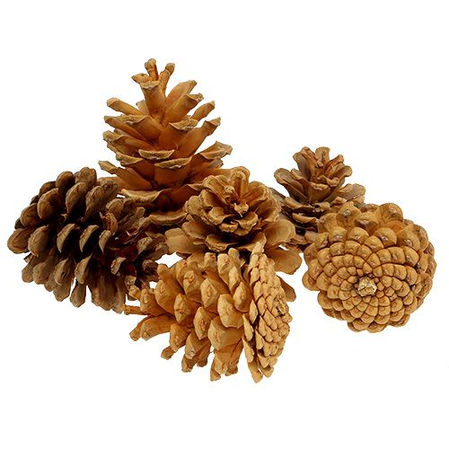 položky Černé šišky ozdobné šišky krémové 5-8cm 1kg