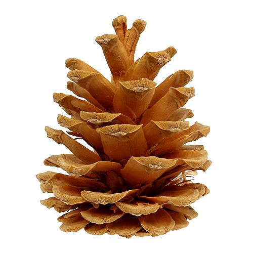 položky Černé šišky ozdobné šišky krémové 5-8cm 1kg