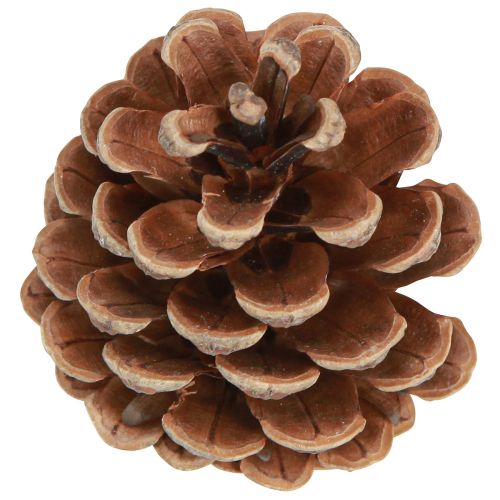 položky Černé šišky přírodní dekorativní šišky 5-8cm 250g