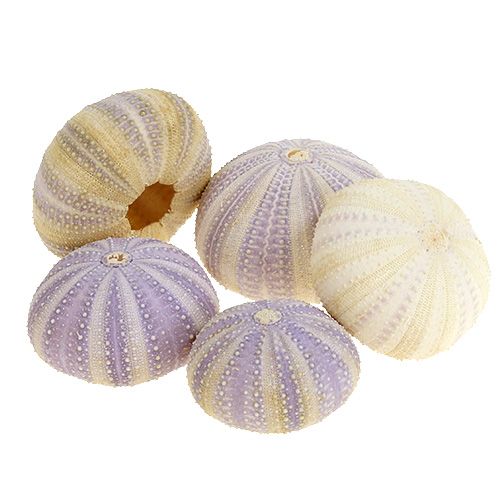 Floristik24 Mořský ježek bílo-fialový 20ks