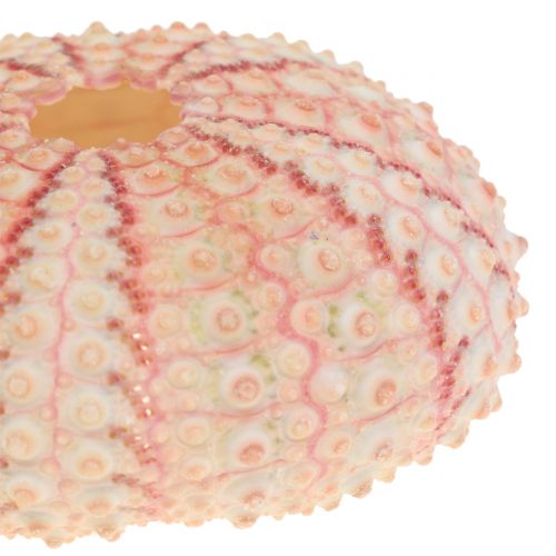 položky Mořský ježek Růžová námořní dekorace 36ks